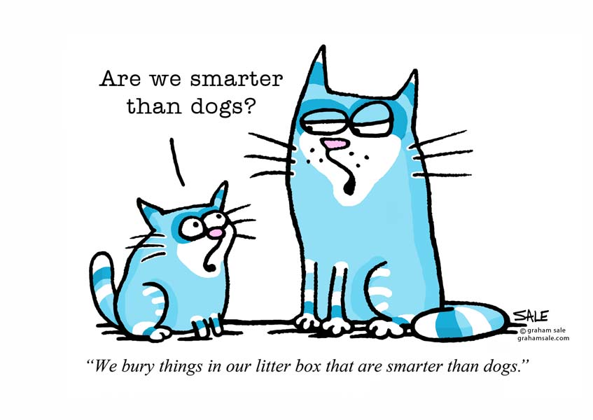 cats are we smarter than dogs